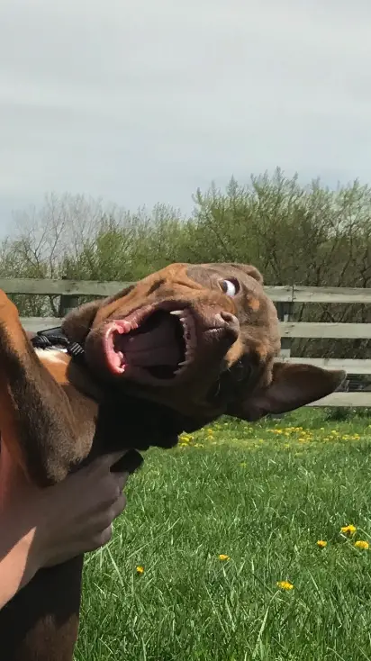 puppy photoshoot