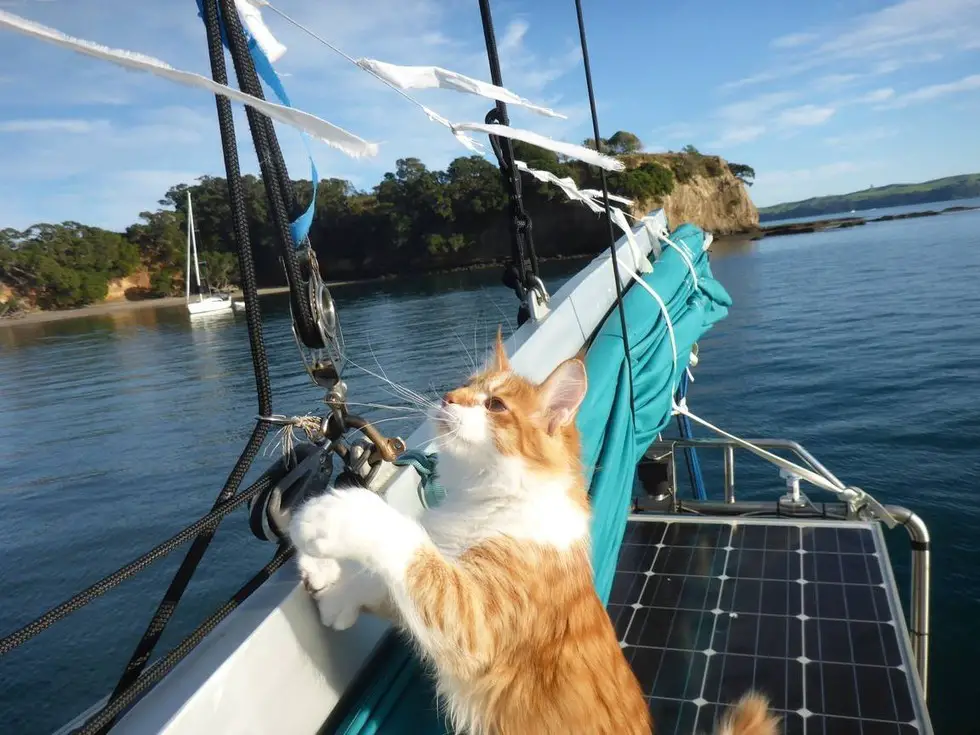 cat and sailor