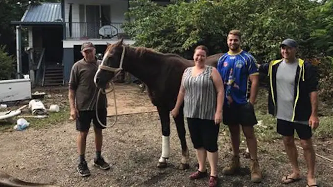 save drowning horse