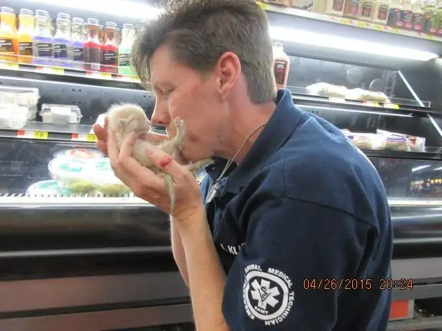 man saves kittens