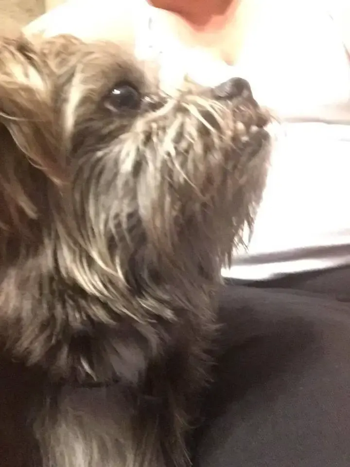 rescued dog