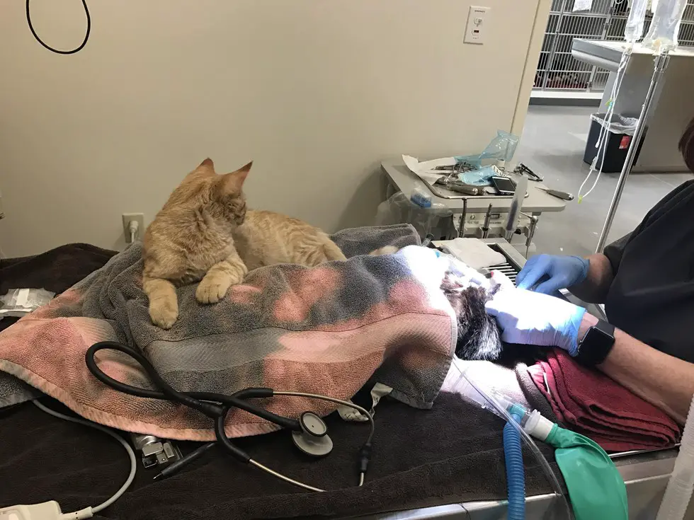 cat at the vet