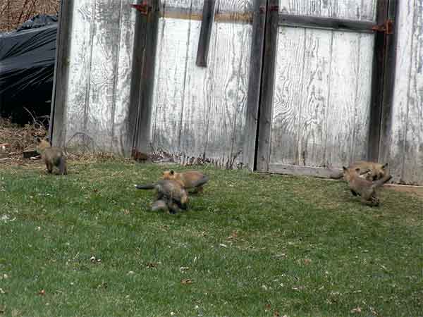 family of foxes