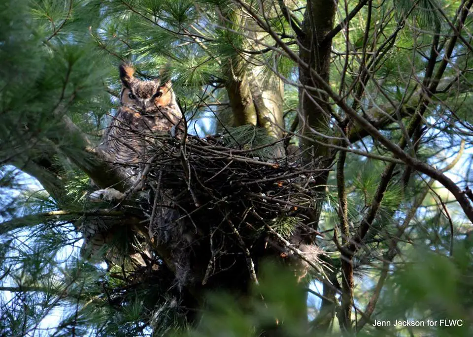 baby owl