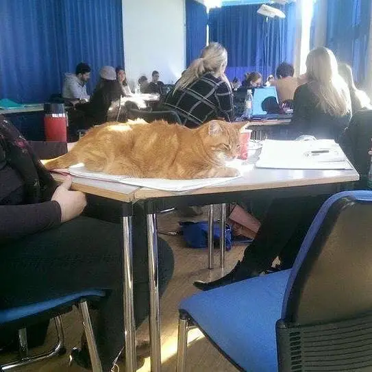 cat in school