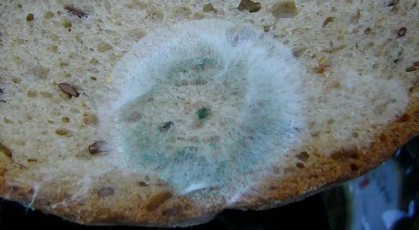 moldy bread