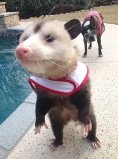 opossum