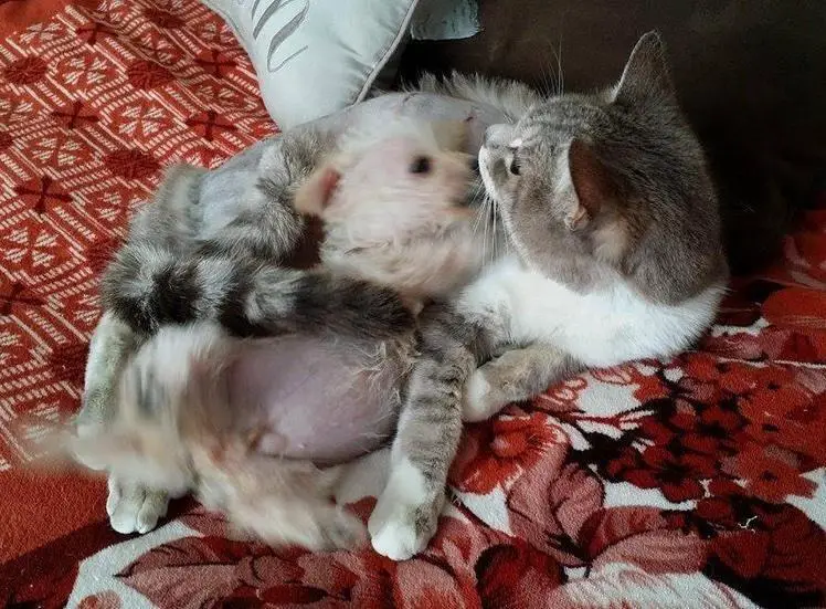 cat loves puppy