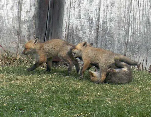 family of foxes