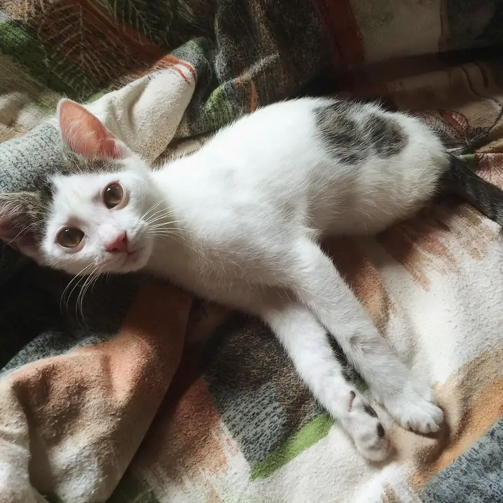 2 legged kitten
