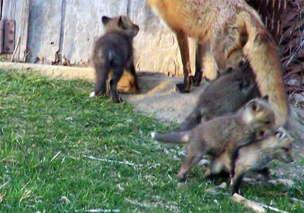 family of foxes