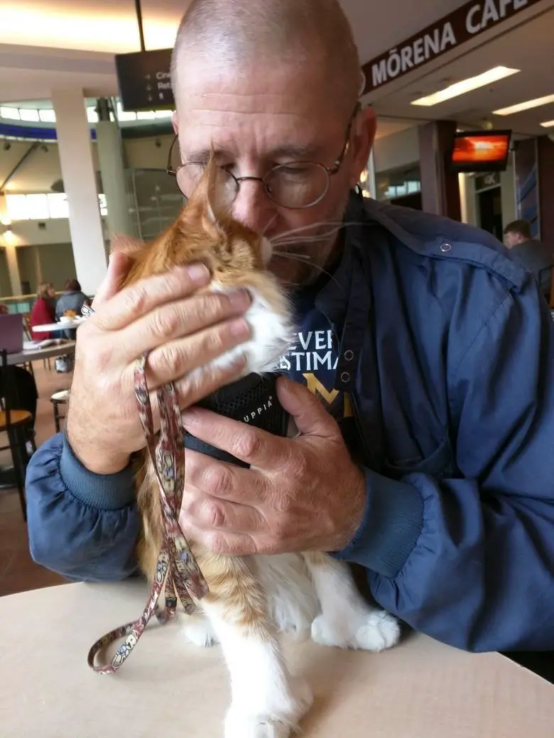 cat and sailor