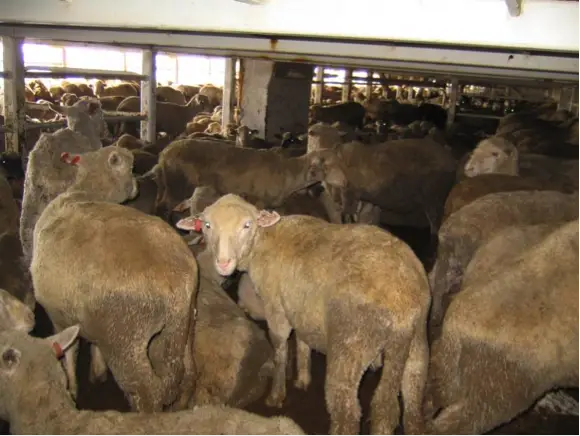 live animals export