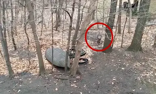 wild turkey
