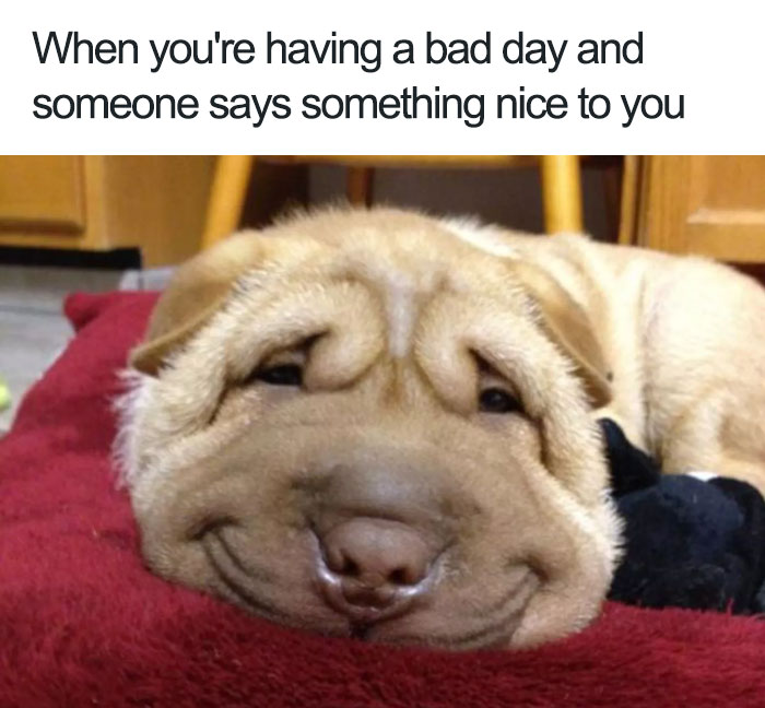 10+ Of The Happiest Animal Memes To Start Your Day With A ...
