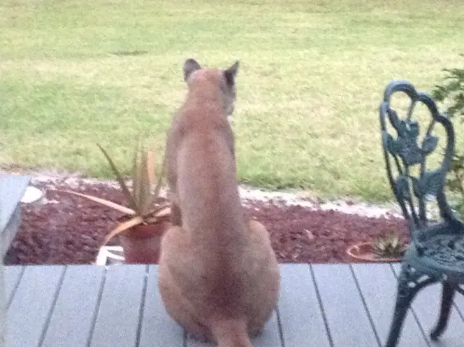 cougar on doorstep