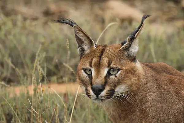 caracal