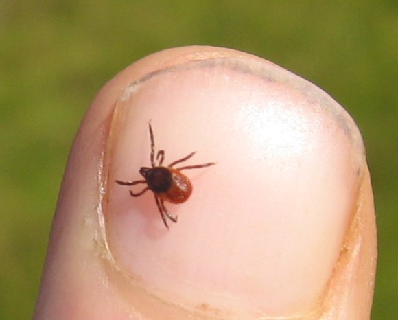 ticks and lyme disease