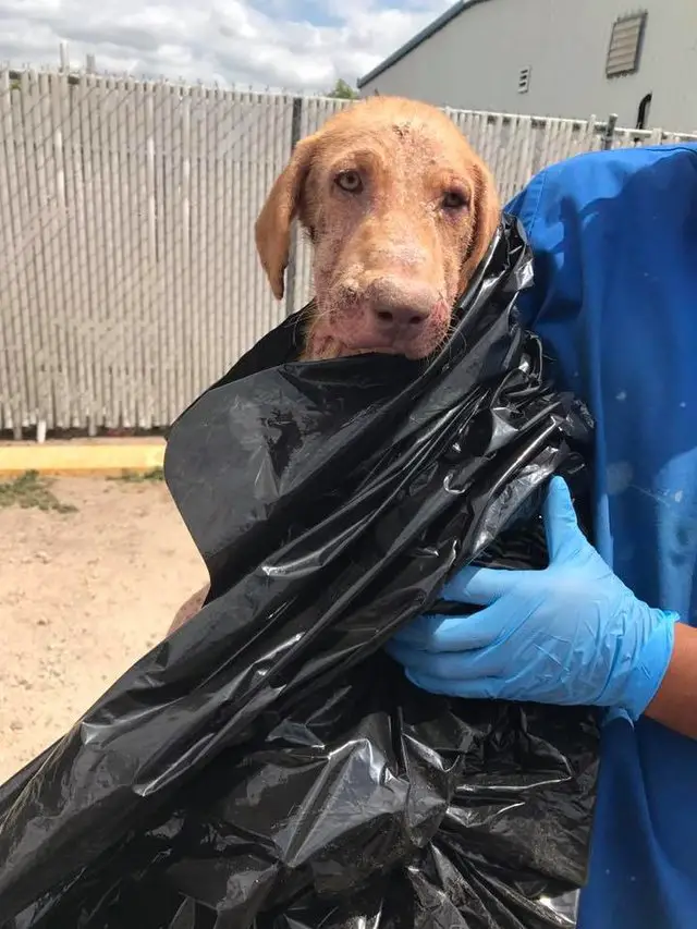 dog in garbage bag