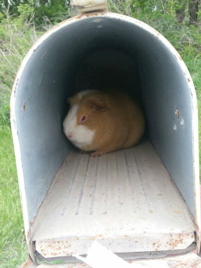 guinea pig in mailbox