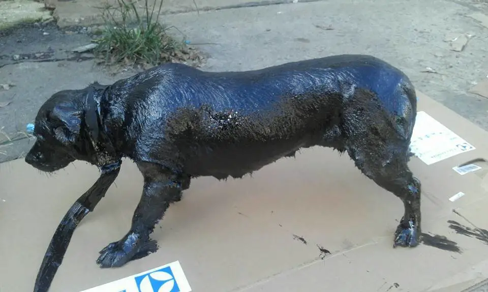 dog in tar