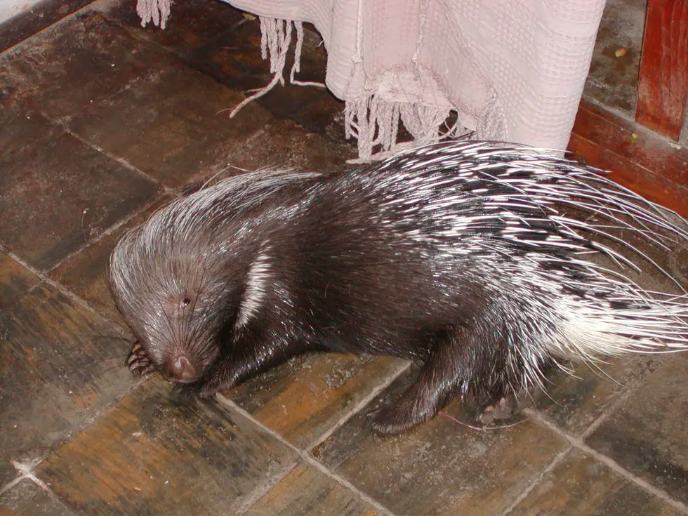 porcupine returns home