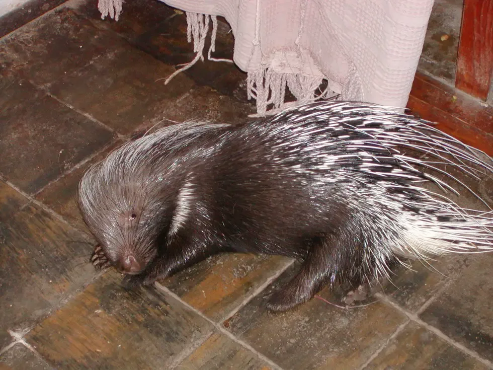 porcupine returns home