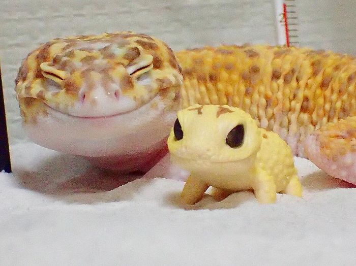 smiling gecko