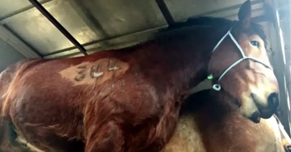 horse killed for meat