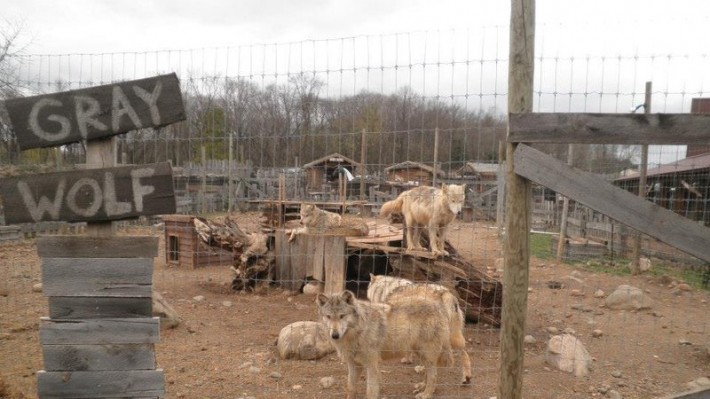 petting zoo slaughterhouse