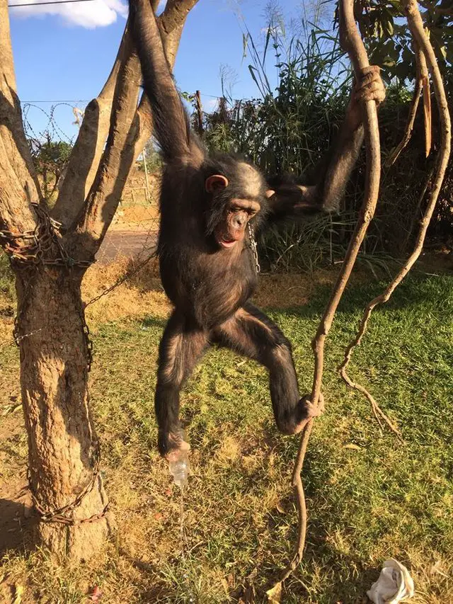 chimp rescued