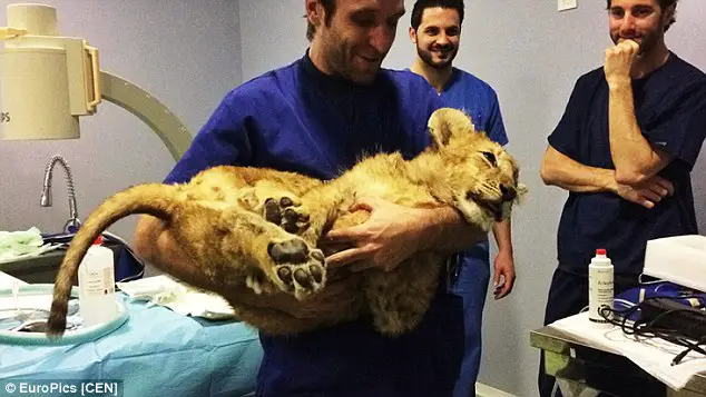 lion cub starved