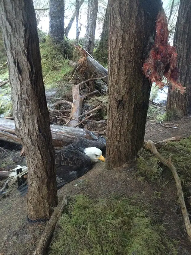 rescuing bald eagle