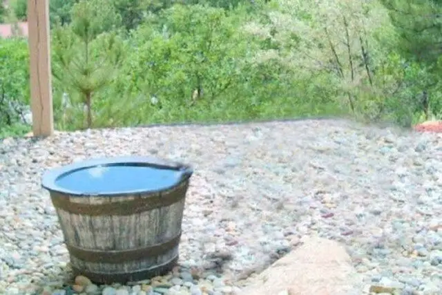 bear in water barrel