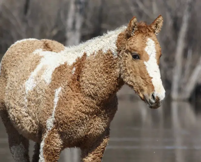 curly haired horses