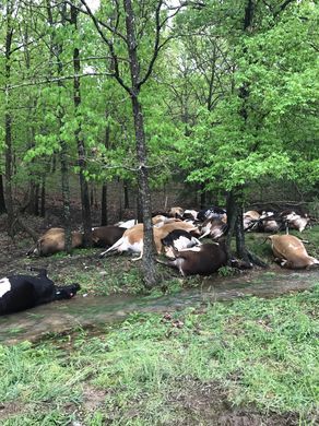 cows dead