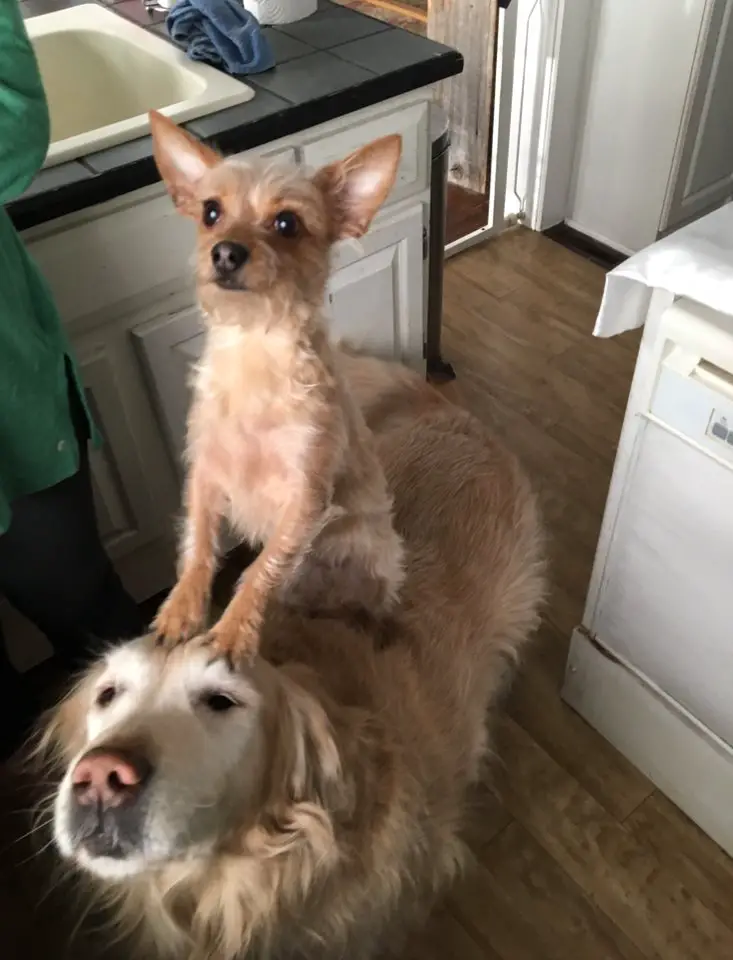 dog on top of dog