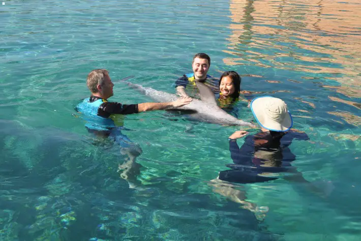 swimming with dolphins