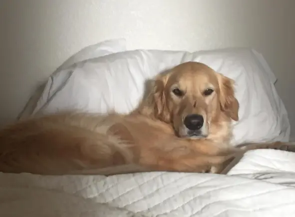 dog on the roof