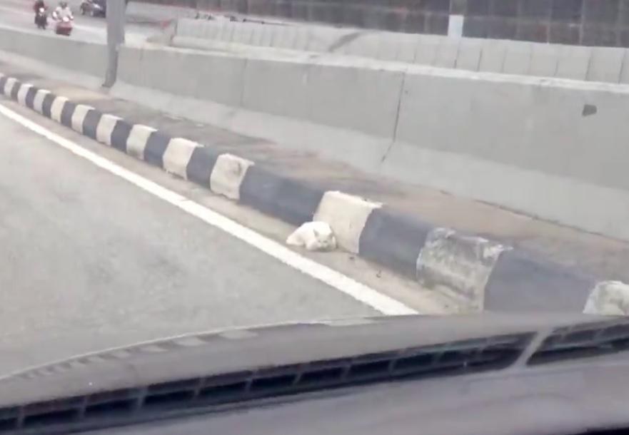 cat on busy highway