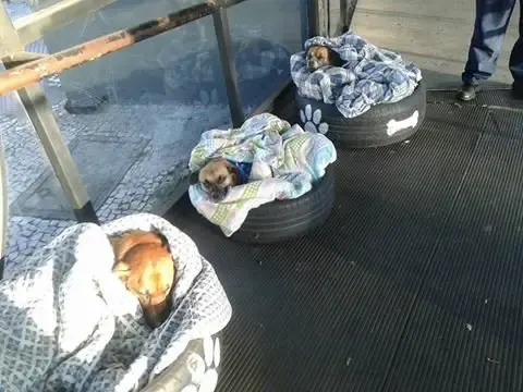 dogs in beds