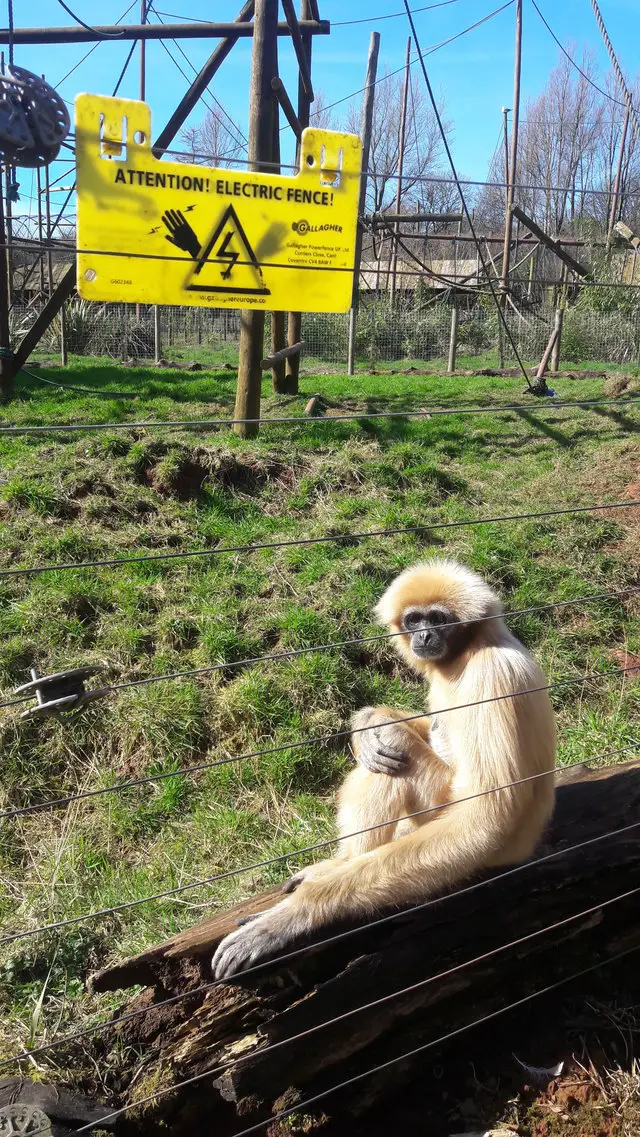 animals at zoo