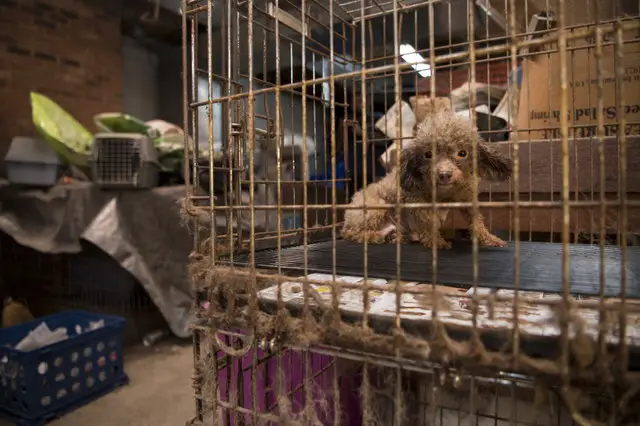 dog in puppy mill