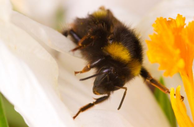 pets stung by insects