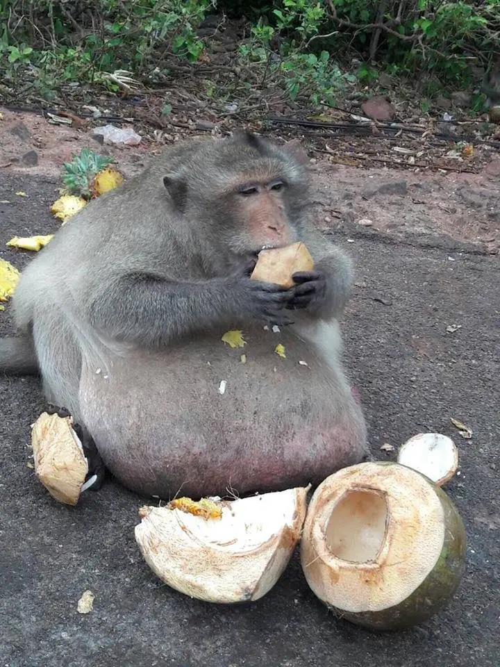 obese moneky