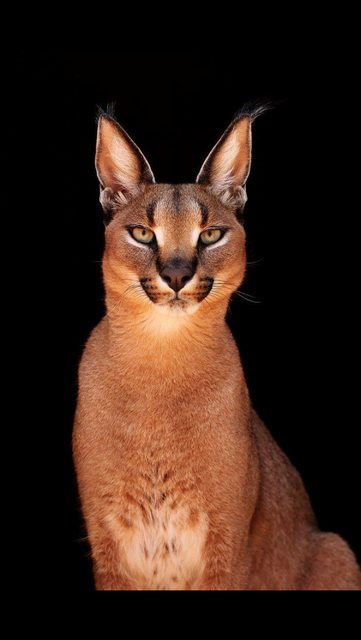 caracal