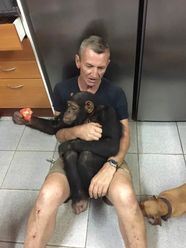 chimp rescued