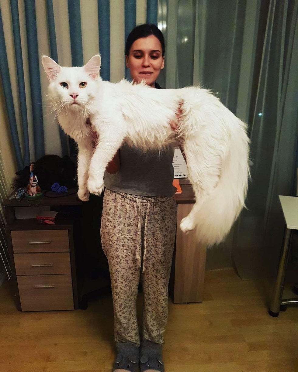 massive kitten
