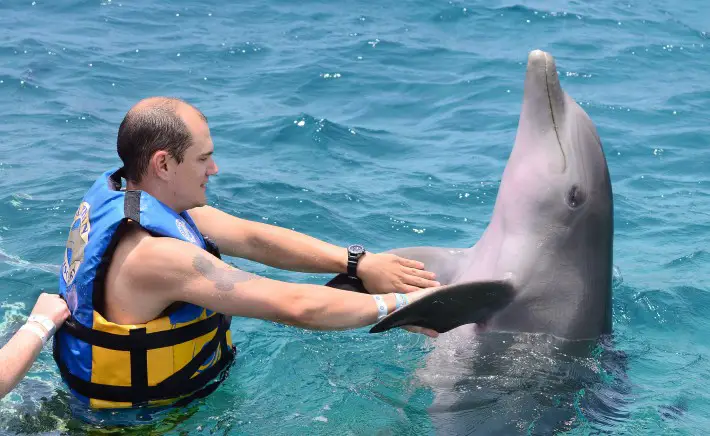 swimming with dolphins