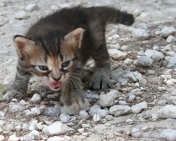 angry kittens